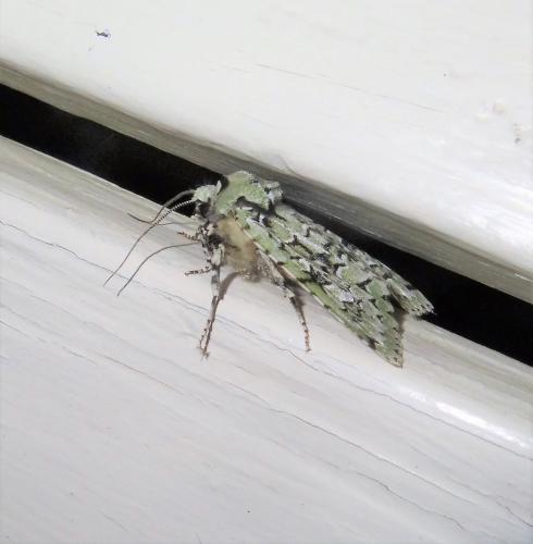 Griposia aprilina
